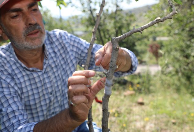 talas-belediyesinden-tarimsal-hamle-antep-fistigi